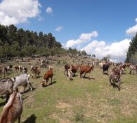 cabras 1